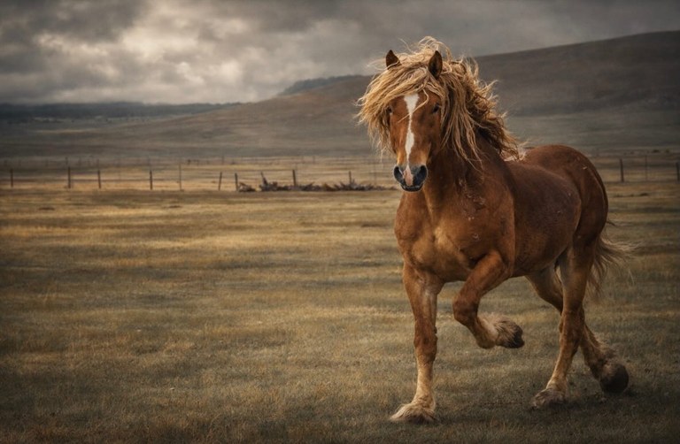A horse moving across open high-country land at Hartsel, Colorado, where the plain opens wide and time slows down.
