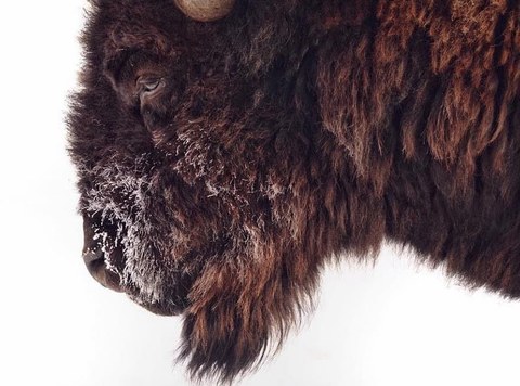 A bison moving through silent winter snow, its breath a cloud in the frozen air.